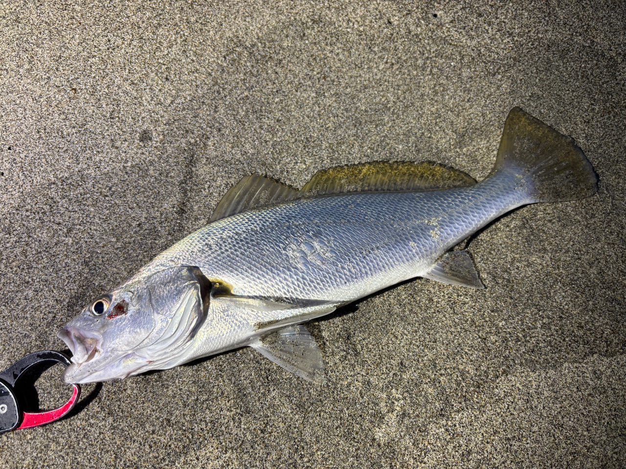 SHIMANO 23ストラディック 4000MHGの最安値・インプレ・釣果