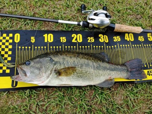 ブラックバスの釣果