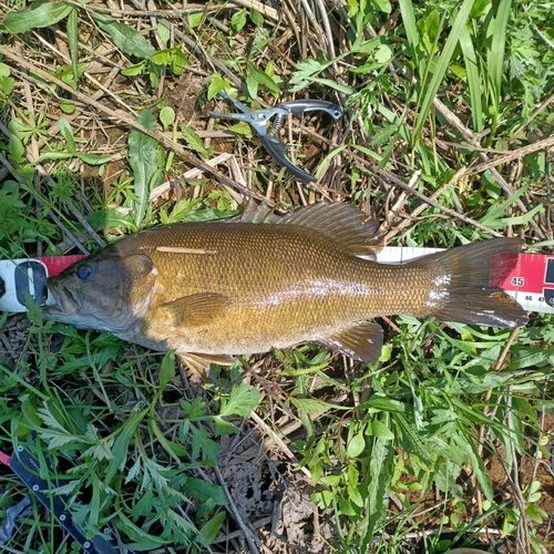 スモールマウスバスの釣果