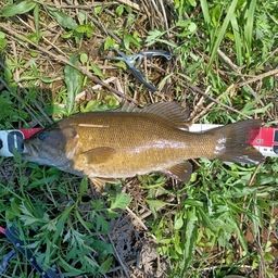 スモールマウスバス