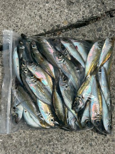 アオアジの釣果