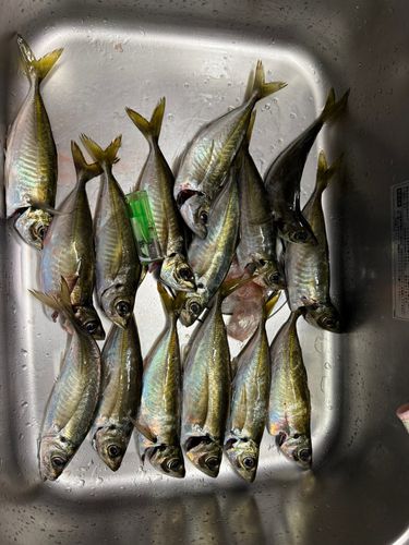アジの釣果