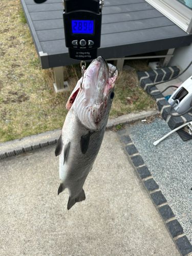 ヒラスズキの釣果