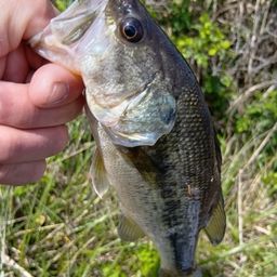 ラージマウスバス