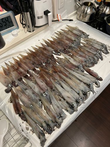 ササイカの釣果