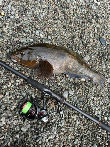 アイナメの釣果