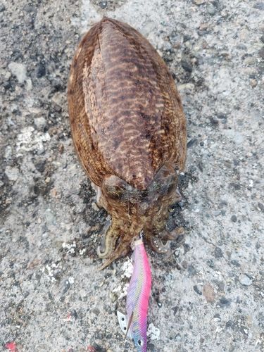 コウイカの釣果