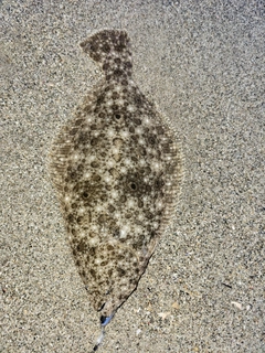 ソゲの釣果