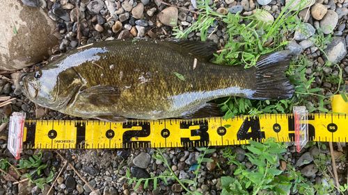 スモールマウスバスの釣果