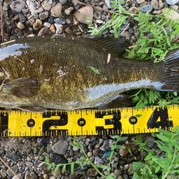 スモールマウスバス