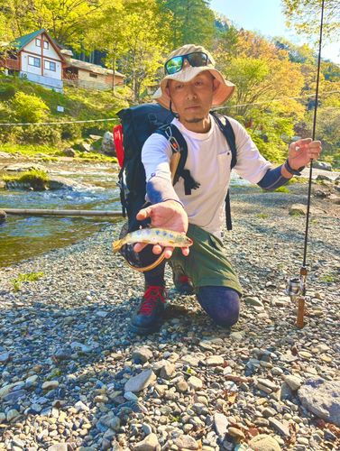ヤマメの釣果