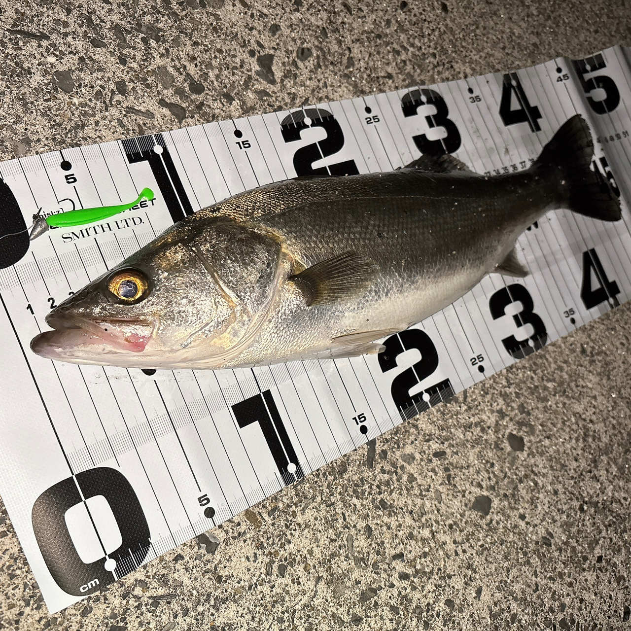 SHIMANO 21アルテグラ 2500SHGの最安値・インプレ・釣果 | 本音