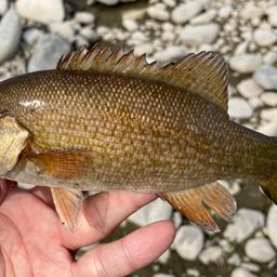 スモールマウスバス