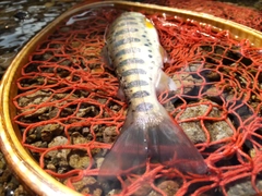 ヤマメの釣果
