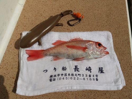 アカムツの釣果