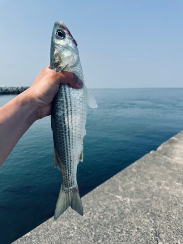 ボラの釣果