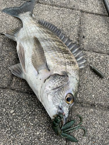 チヌの釣果