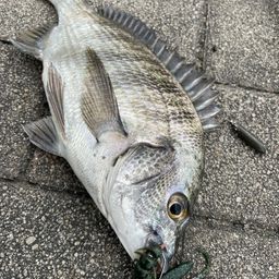 チヌ