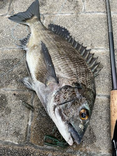 チヌの釣果