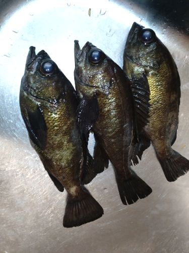 メバルの釣果