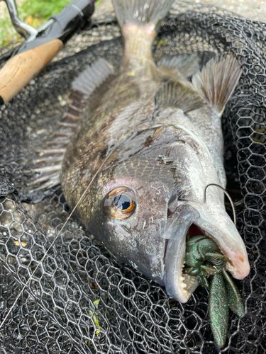 チヌの釣果