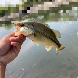 ラージマウスバス