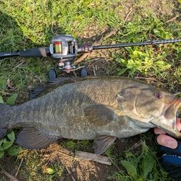 スモールマウスバス