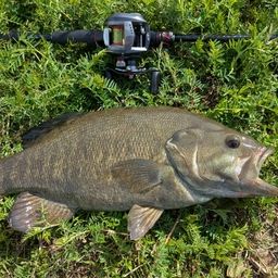 スモールマウスバス