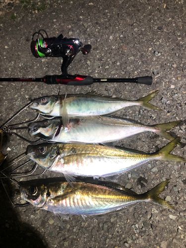 アジの釣果