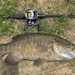 スモールマウスバス