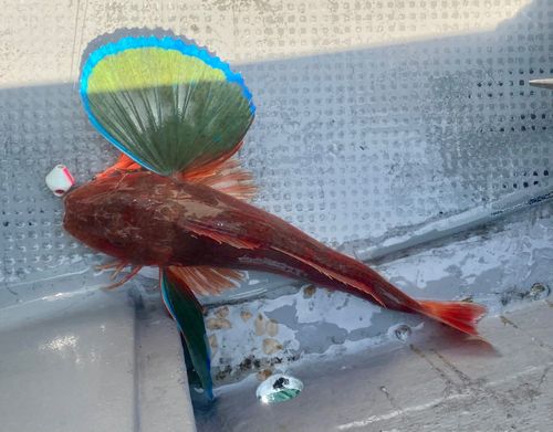 ホウボウの釣果