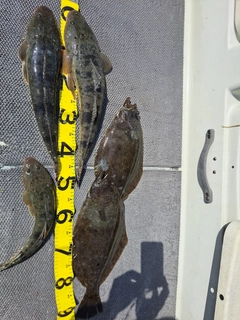 ヒラメの釣果