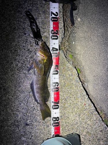 アイナメの釣果