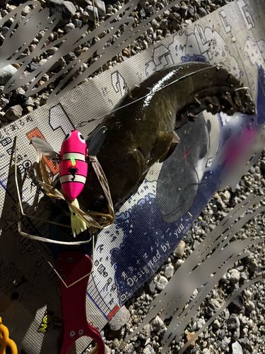 マナマズの釣果