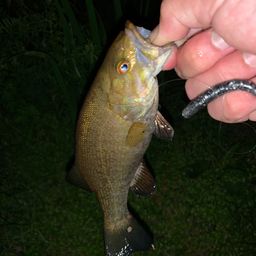 スモールマウスバス