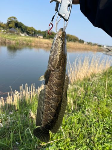 ライギョの釣果