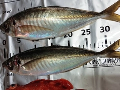マアジの釣果