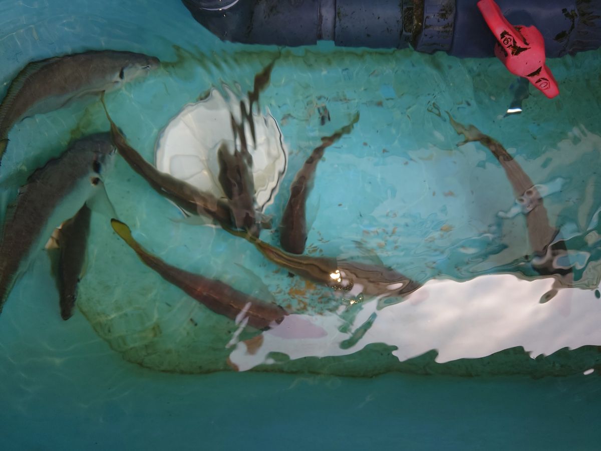 KODAMA-Gさんの釣果 3枚目の画像