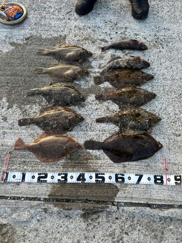 マコガレイの釣果