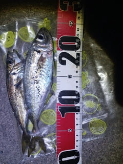 マアジの釣果
