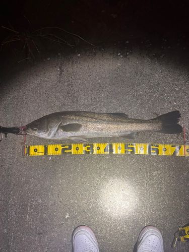 シーバスの釣果