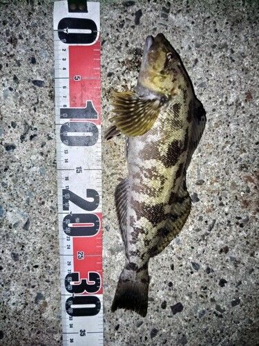 アイナメの釣果