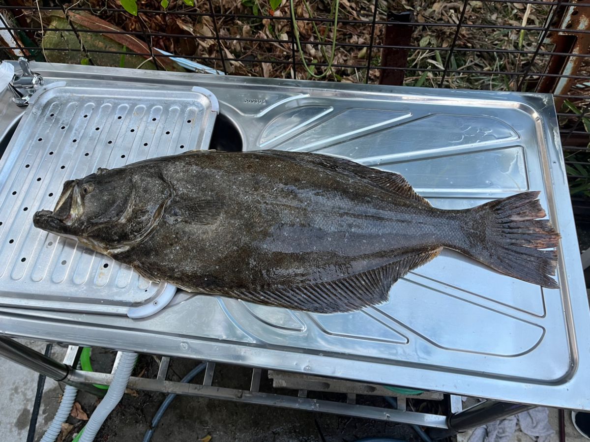 bono bonoさんの釣果 1枚目の画像