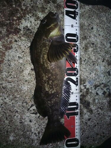 アイナメの釣果