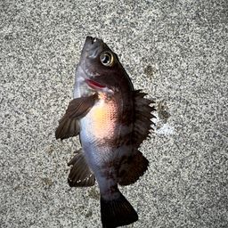 メバル