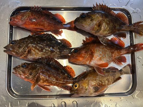 カサゴの釣果