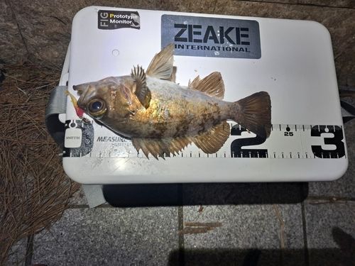 メバルの釣果