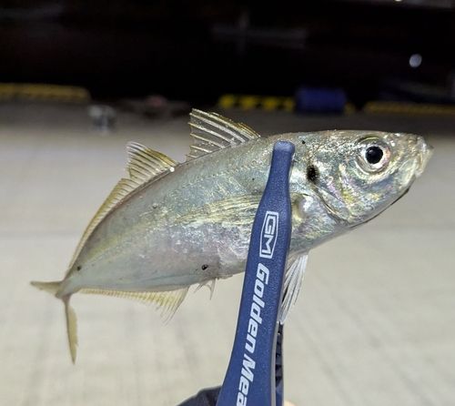 カマスの釣果
