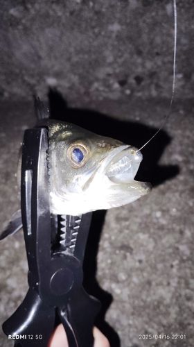 セイゴ（ヒラスズキ）の釣果