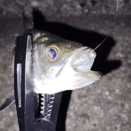 セイゴ（ヒラスズキ）